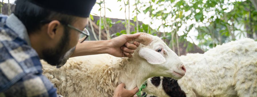 Four Unique Traditions from Different Regions in Indonesia during Eid al-Adha