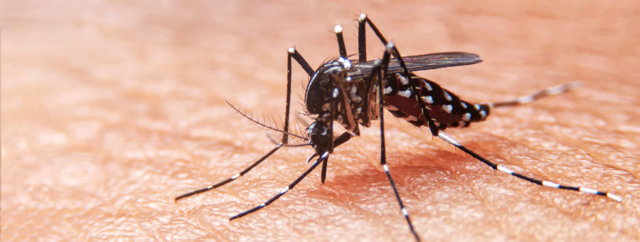 Dengue Cases on the Rise? Don’t Panic, Here are Three Simple Tips to Avoid It