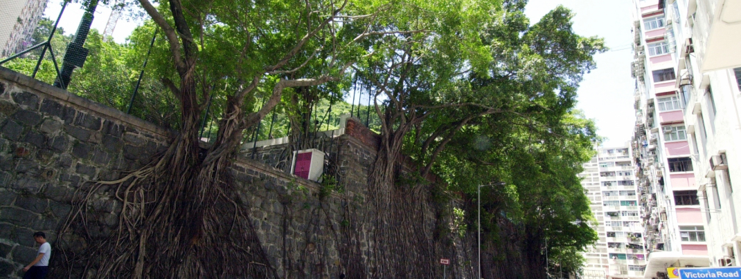 conservation of ancient trees