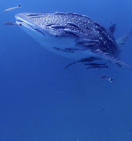 Protecting biodiversity is the insurance for a sustainable future